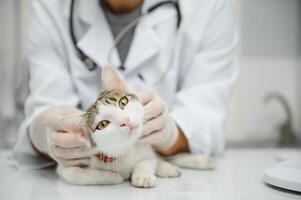 bonito jovem veterinário segurando gato dentro clínica foto