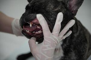 uma veterinário às a clínica examina uma cachorro dentes. francês buldogue às a veterinario. foto