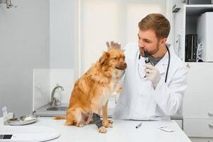 veterinário examinar cachorro dentro veterinario clínica. foto