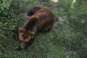 cenário do uma grande Castanho Urso foto