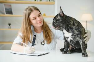 alegre jovem veterinário levando Cuidado e examinando uma lindo cachorro francês buldogue foto