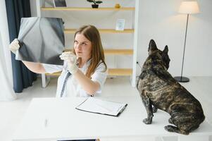 francês buldogue dentro uma veterinário clínica. veterinário remédio conceito. foto