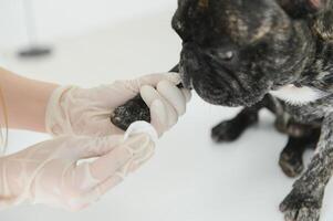 francês buldogue dentro uma veterinário clínica. veterinário remédio conceito. foto