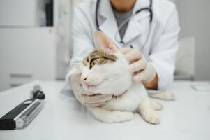 gato visitando veterinario para regular checar foto