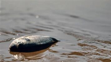 morto peixe em a de praia meio Ambiente conceito seletivo foco. foto