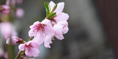 fechar-se do Rosa maçã árvore flores contra uma azul céu. foto