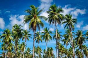 coco Palma árvores em de praia e azul céu com nuvem fundo. foto