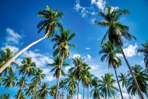 coco Palma árvores em de praia e azul céu com nuvem fundo. foto