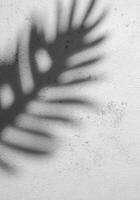 sombra do uma samambaia folha fundida em uma texturizado branco parede durante luz do dia foto