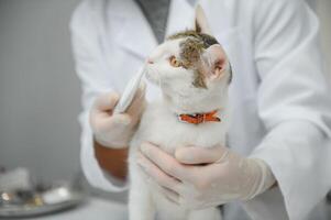 médico estão examinando uma doente gato. veterinário clínica conceito. Serviços do uma médico para animais, saúde e tratamento do animais de estimação. foto