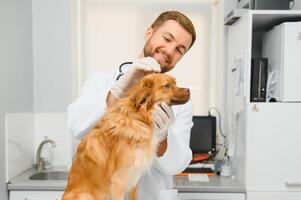 feliz Veterinários examinando cachorro dentro clínica foto
