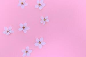 Primavera cereja florescer, tonificado, primavera florescendo flor fundo, pastel e suave floral cartão foto