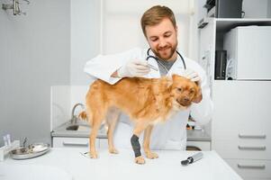 feliz Veterinários examinando cachorro dentro clínica foto