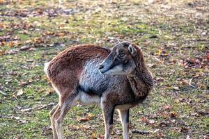 europeu muflão ovis orientalis dentro a berçário do a agrícola universidade dentro nitra, Eslováquia. foto