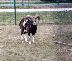 europeu muflão ovis orientalis dentro a berçário do a agrícola universidade dentro nitra, Eslováquia. foto