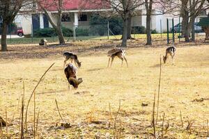 europeu muflão ovis orientalis dentro a berçário do a agrícola universidade dentro nitra, Eslováquia. foto