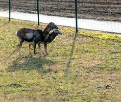 europeu muflão ovis orientalis dentro a berçário do a agrícola universidade dentro nitra, Eslováquia. foto