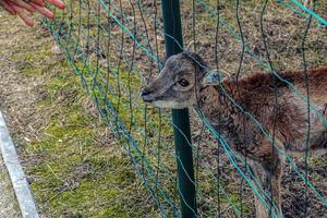 europeu muflão ovis orientalis dentro a berçário do a agrícola universidade dentro nitra, Eslováquia. foto