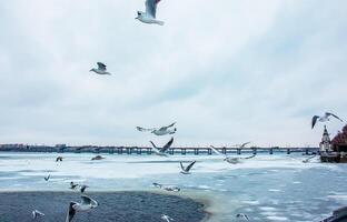 com fome gaivotas ou Larus mosca sobre uma rio coberto com gelo em uma brilhante ensolarado inverno dia. foto