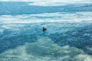 anatinae patos em uma inverno gelado rio dentro gelado clima. foto