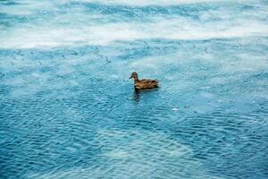 anatinae patos em uma inverno gelado rio dentro gelado clima. foto