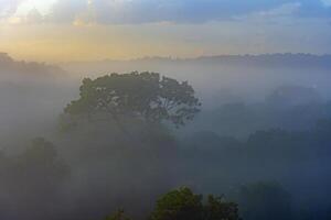 recortado árvores dentro a cedo manhã névoa dentro a floresta tropical foto