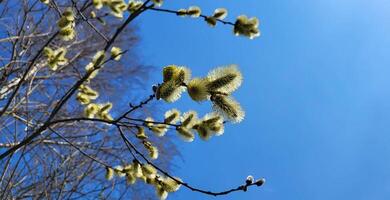 florescendo amarelo fofo salgueiro em uma azul céu fundo foto