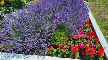 uma lilás lavanda arbusto em uma flor cama em uma quente verão dia. foto