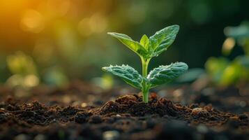 ai gerado fechar acima verde plantinha crescendo em fertil solo com borrado natureza fundo. generativo ai foto