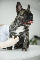 medicamento, animal Cuidado e pessoas conceito - fechar acima do francês buldogue cachorro e veterinário médico mão às veterinario clínica. foto