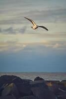 gaivota vôo sobre rochoso costa dentro atrasado tarde brilho do sol foto