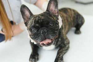 retrato do uma francês buldogue. veterinário remédio conceito. pedigree cães. engraçado animais. foto