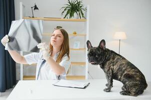 retrato do uma francês buldogue. veterinário remédio conceito. pedigree cães. engraçado animais. misturado meios de comunicação foto