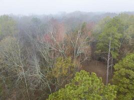 aéreo Visão do uma floresta dentro névoa em uma costa do a Tennessee rio perto colbert balsa parque, natchez vestígio via pública foto