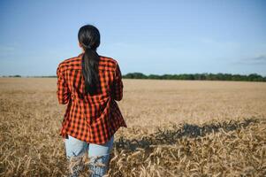 mulher agricultor agrônomo trabalhando dentro grão campo e planejamento renda do colheita. fêmea examinando e verificação qualidade ao controle do produzir trigo cortar. agricultura gestão e agronegócio foto