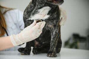 veterinário de ouvindo para uma francês buldogue cachorro dentro dele clínica foto