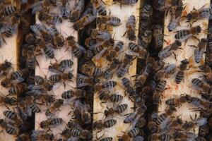 abelhas em a favo de mel. querida célula com abelhas. apicultura. apiário. de madeira colméia e abelhas. colméia com querida abelhas, quadros do a colmeia, topo visualizar. suave foco foto