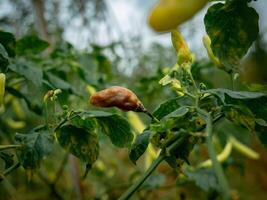 Pimenta fruta este tem virou Castanho vencimento para podridão foto