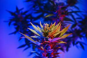 profundo roxa cannabis plantar. maconha flor. médico maconha dentro tolet néon luz em Preto fundo. estético lindo cannabis cânhamo foto