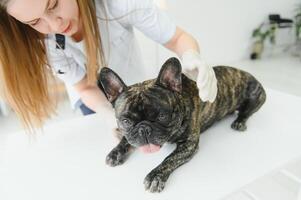 medicamento, animal Cuidado e pessoas conceito - fechar acima do francês buldogue cachorro e veterinário médico mão às veterinario clínica. foto