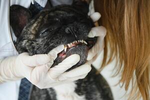 uma veterinário às a clínica examina uma cachorro dentes. francês buldogue às a veterinario. foto