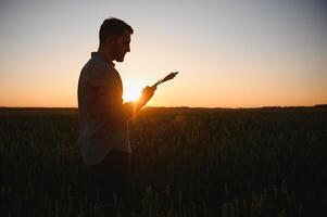 fechar-se tiro do uma homem verificação a qualidade do a trigo espiguetas em uma pôr do sol dentro a meio do a dourado amadurecer campo. Fazenda trabalhador examina a orelhas do trigo antes colheita. agrícola conceito foto