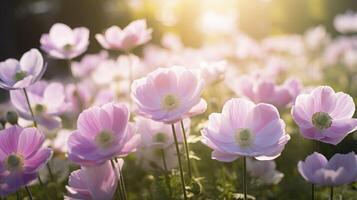 ai gerado delicado Rosa anêmona flores fechar-se ao ar livre às dourado hora foto