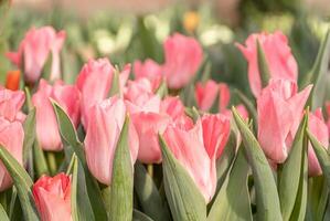 campo com Rosa tulipas. tulipa brotos com seletivo foco. natural panorama com Primavera flores foto