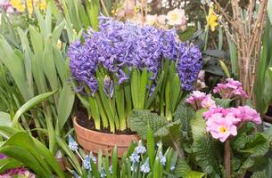 jacintos, muscari, narcisos dentro potes. bulboso perene flores Primavera flores dentro panelas foto