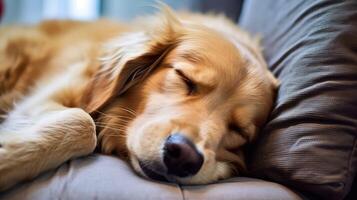 ai gerado soneca cachorro em repouso ai gerado foto