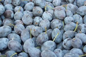 grande quantidade do fresco azul ameixas. fruta fundo. foto