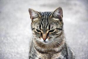 adorável gato em a asfalto estrada ao ar livre. foto