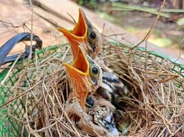 dois bebê pássaros com seus bocas aberto voltado para para cima estão esperando para Comida foto