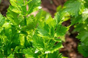 folhas do salsão dentro a vegetal jardim foto